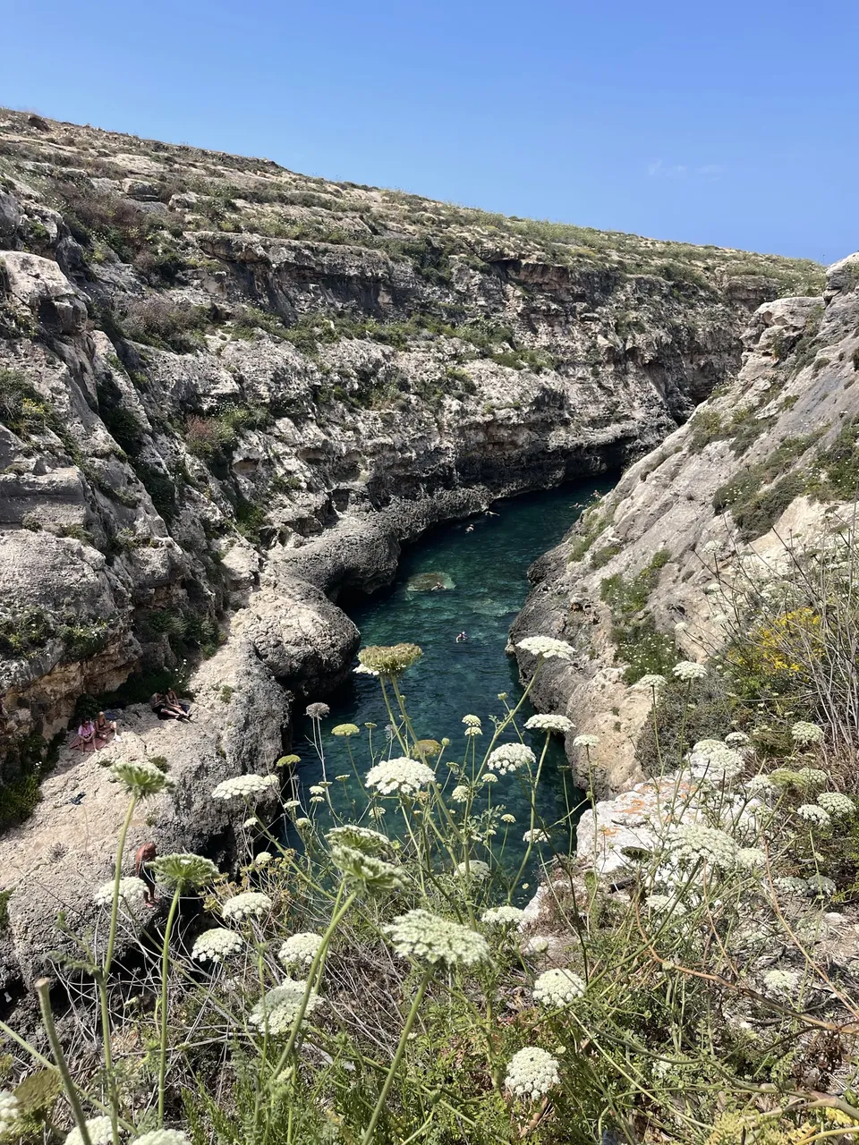 The narrow gorge of Wied il-Għasri with turquoise water and white wildflowers